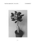 Adenium Plant Named  LEELADE206  diagram and image