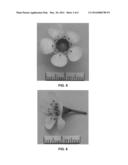 Waxflower plant named  WX 74  diagram and image
