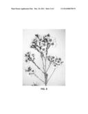 Waxflower plant named  WX 74  diagram and image