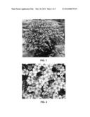 Waxflower plant named  WX 87  diagram and image