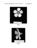 Waxflower plant named  WX 87  diagram and image