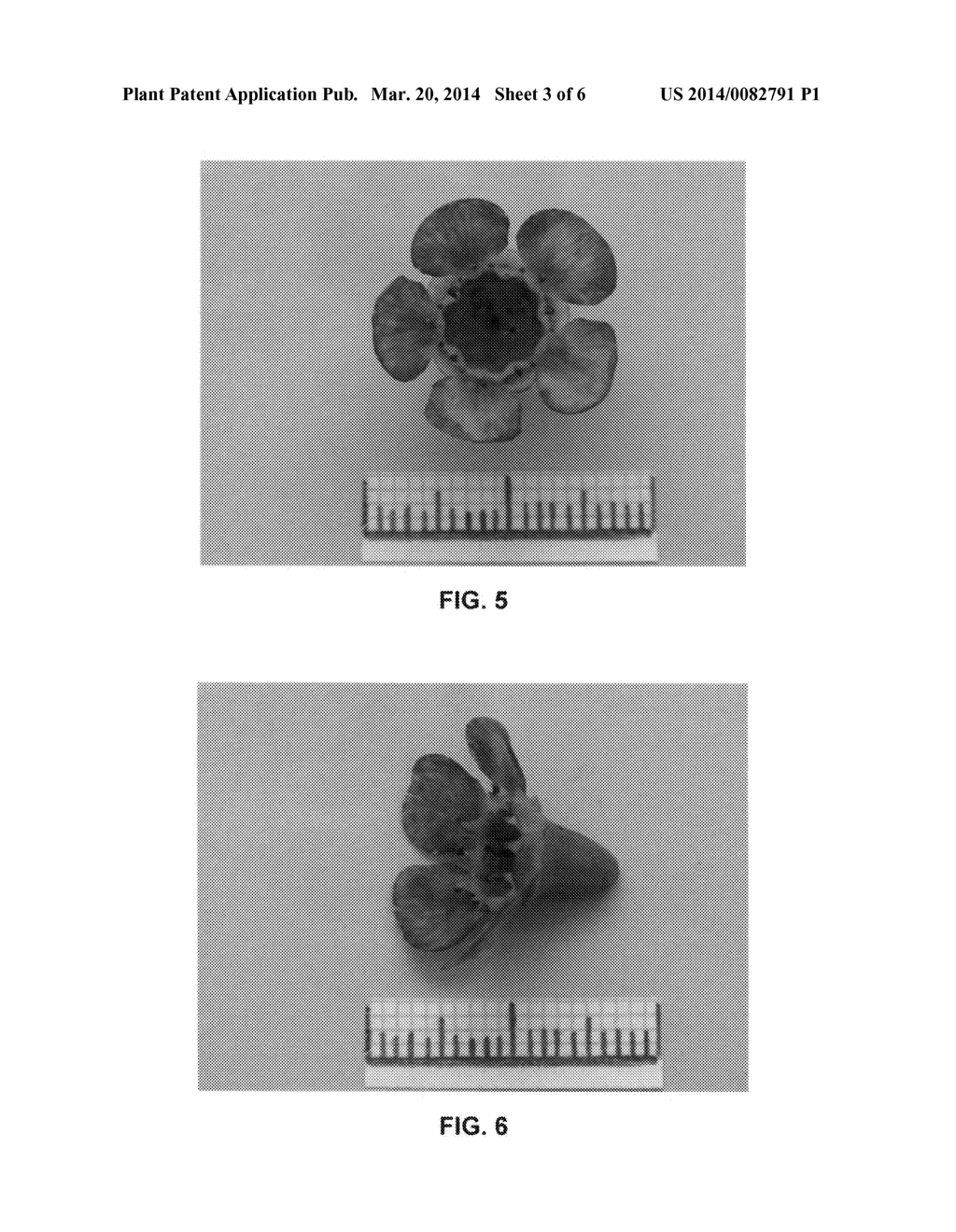 Waxflower plant named 'WX 56' - diagram, schematic, and image 05