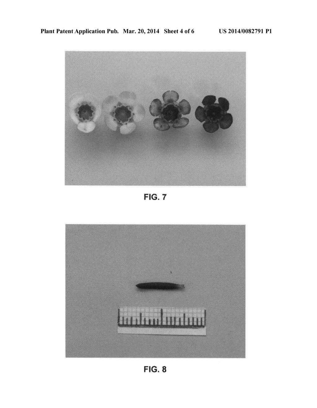 Waxflower plant named 'WX 56' - diagram, schematic, and image 06