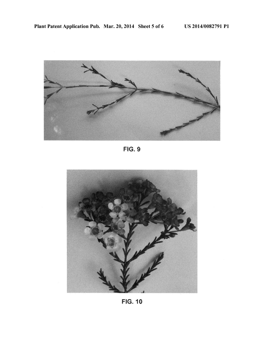 Waxflower plant named 'WX 56' - diagram, schematic, and image 07