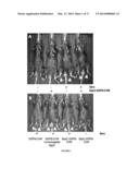 METHOD FOR IMAGING A SITE OF ARTHRITIS IN AN ANIMAL diagram and image