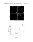 BIOMATERIAL, METHOD FOR MAKING THE BIOMATERIAL AND USES OF THE SAME diagram and image