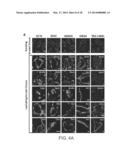 STEM CELL PREPARATIONS AND METHODS OF USE diagram and image