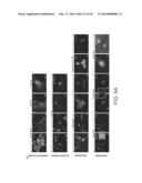 STEM CELL PREPARATIONS AND METHODS OF USE diagram and image