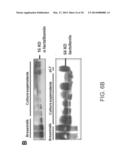 STEM CELL PREPARATIONS AND METHODS OF USE diagram and image