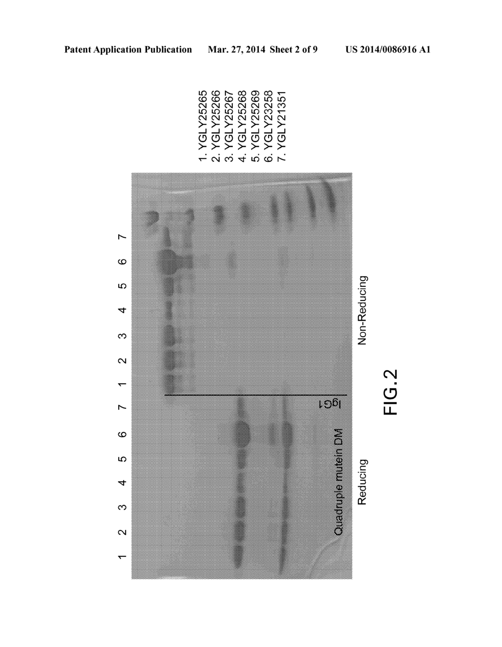 METHOD FOR PREPARING Fc CONTAINING POLYPEPTIDES HAVING IMPROVED PROPERTIES - diagram, schematic, and image 03