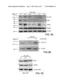 COMPOUNDS THAT INHIBIT HSP90 PROTEIN-PROTEIN INTERACTIONS WITH IAP     PROTEINS diagram and image