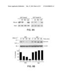 COMPOUNDS THAT INHIBIT HSP90 PROTEIN-PROTEIN INTERACTIONS WITH IAP     PROTEINS diagram and image