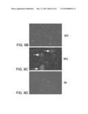 COMPOUNDS THAT INHIBIT HSP90 PROTEIN-PROTEIN INTERACTIONS WITH IAP     PROTEINS diagram and image