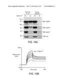 COMPOUNDS THAT INHIBIT HSP90 PROTEIN-PROTEIN INTERACTIONS WITH IAP     PROTEINS diagram and image