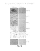 COMPOUNDS THAT INHIBIT HSP90 PROTEIN-PROTEIN INTERACTIONS WITH IAP     PROTEINS diagram and image