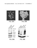 COMPOUNDS THAT INHIBIT HSP90 PROTEIN-PROTEIN INTERACTIONS WITH IAP     PROTEINS diagram and image