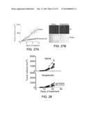 COMPOUNDS THAT INHIBIT HSP90 PROTEIN-PROTEIN INTERACTIONS WITH IAP     PROTEINS diagram and image