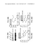 COMPOUNDS THAT INHIBIT HSP90 PROTEIN-PROTEIN INTERACTIONS WITH IAP     PROTEINS diagram and image