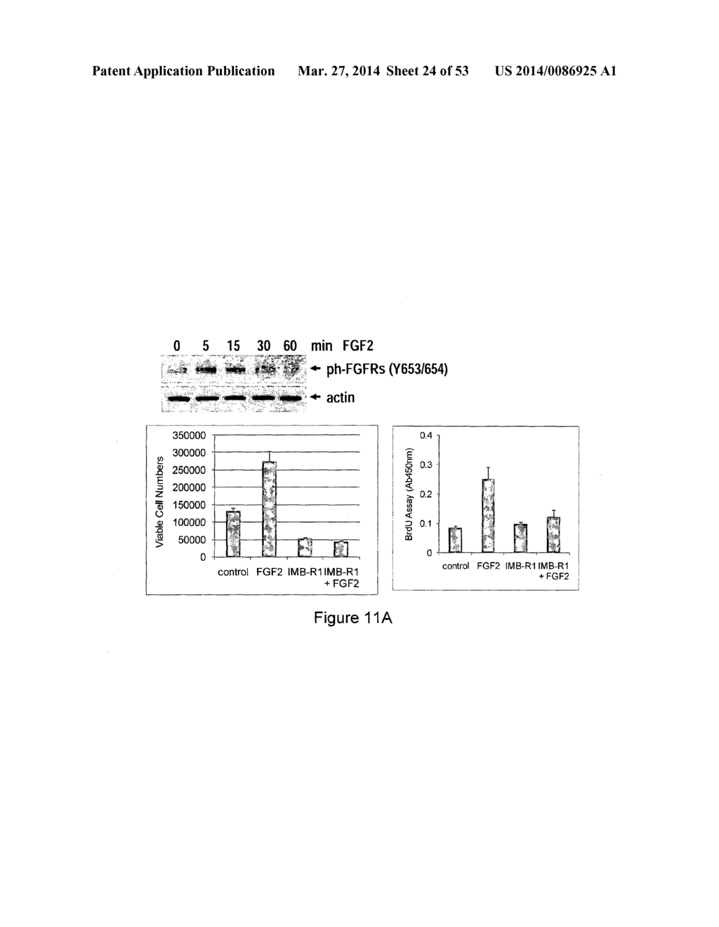 FGFR1 ANTIBODIES AND TREATMENT OF CANCER - diagram, schematic, and image 25