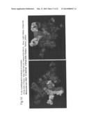 NOVEL EPITOPE AND MECHANISM OF ANTIGEN-ANTIBODY INTERACTION IN AN     INFLUENZA VIRUS diagram and image