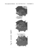 NOVEL EPITOPE AND MECHANISM OF ANTIGEN-ANTIBODY INTERACTION IN AN     INFLUENZA VIRUS diagram and image