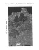 NOVEL EPITOPE AND MECHANISM OF ANTIGEN-ANTIBODY INTERACTION IN AN     INFLUENZA VIRUS diagram and image