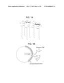 VACCINES FOR HSV-2 diagram and image