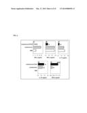 RECOMBINANT LACTOCOCCUS LACTIS EXPRESSING ESCHERICHIA COLI COLONIZATION     FACTOR ANTIGEN I (CFA/I) FIMBRIAE AND THEIR METHODS OF USE diagram and image