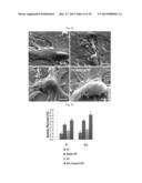 PRODUCTS OF MANUFACTURE HAVING TANTALUM COATED NANOSTRUCTURES, AND METHODS     OF MAKING AND USING THEM diagram and image