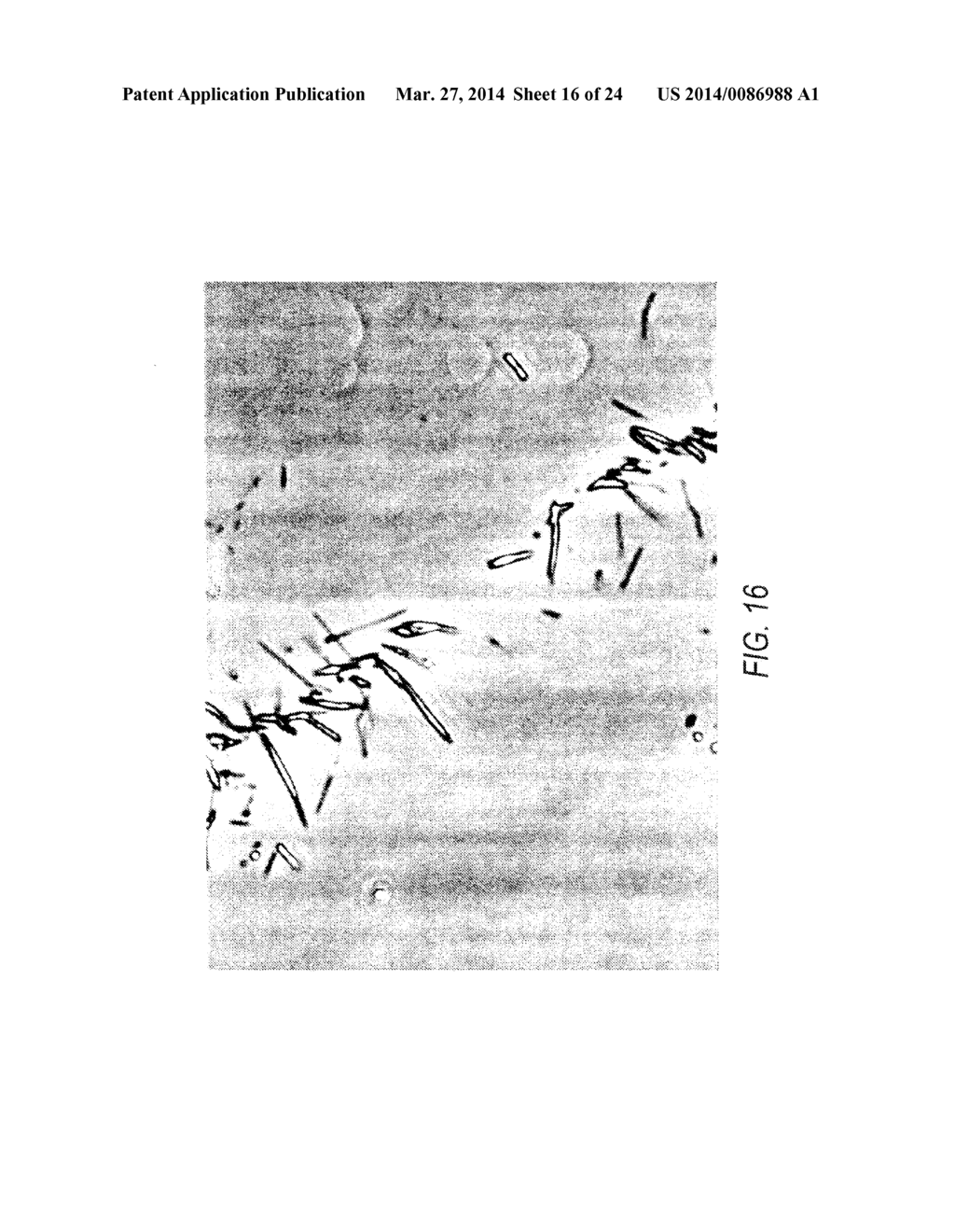 Stabilized Protein Crystals, Formulations Containing Them and Methods of     Making Them - diagram, schematic, and image 17