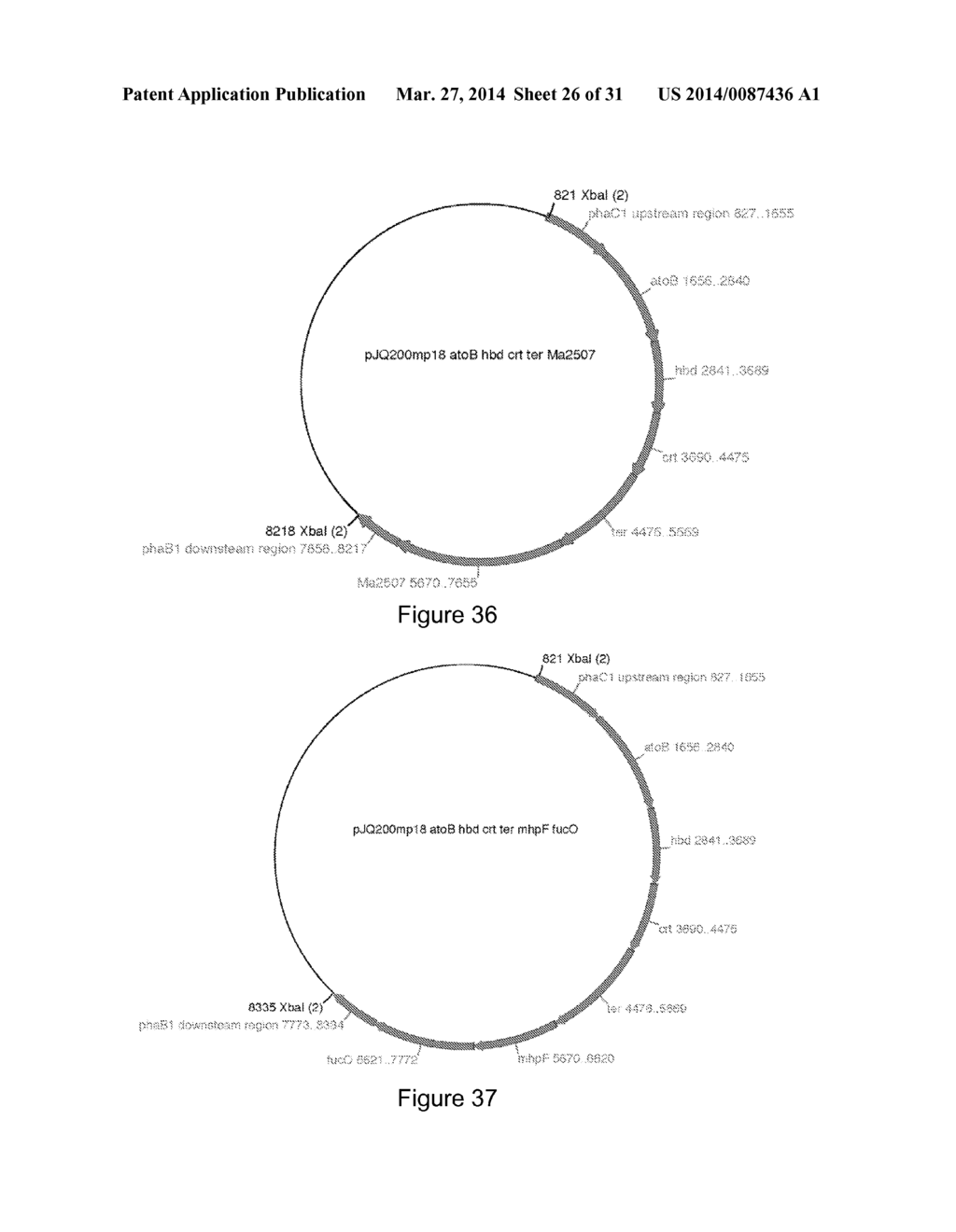 AUTOTROPHIC HYDROGEN BACTERIA AND USES THEREOF - diagram, schematic, and image 27