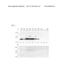 Proviral Plasmids and Production of Recombinant Adeno-Associated Virus diagram and image