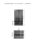 ANTI-MICROBIAL PEPTIDES AND USES OF SAME diagram and image