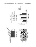 CARDIAC GLYCOSIDES ARE POTENT INHIBITORS OF INTERFERON-BETA GENE     EXPRESSION diagram and image