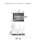 CARDIAC GLYCOSIDES ARE POTENT INHIBITORS OF INTERFERON-BETA GENE     EXPRESSION diagram and image