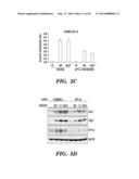 CARDIAC GLYCOSIDES ARE POTENT INHIBITORS OF INTERFERON-BETA GENE     EXPRESSION diagram and image