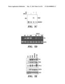 CARDIAC GLYCOSIDES ARE POTENT INHIBITORS OF INTERFERON-BETA GENE     EXPRESSION diagram and image