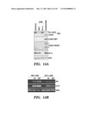 CARDIAC GLYCOSIDES ARE POTENT INHIBITORS OF INTERFERON-BETA GENE     EXPRESSION diagram and image