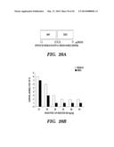 CARDIAC GLYCOSIDES ARE POTENT INHIBITORS OF INTERFERON-BETA GENE     EXPRESSION diagram and image