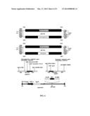 SUBGROUP B RECOMBINANT HUMAN ADENOVIRUS VECTOR, AND METHODS FOR     CONSTRUCTING AND FOR USING THE SAME diagram and image