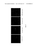 SUBGROUP B RECOMBINANT HUMAN ADENOVIRUS VECTOR, AND METHODS FOR     CONSTRUCTING AND FOR USING THE SAME diagram and image