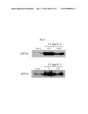 COMPOSITION CONTAINING ARYLNAPHTHALENE LIGNAN DERIVATIVE FOR PREVENTING     AND/OR TREATING DEMENTIA diagram and image