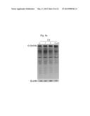 COMPOSITION CONTAINING ARYLNAPHTHALENE LIGNAN DERIVATIVE FOR PREVENTING     AND/OR TREATING DEMENTIA diagram and image