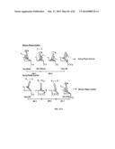 Powered Ankle-Foot Prosthesis diagram and image