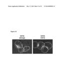 MODULATORS OF SLC22A7 diagram and image