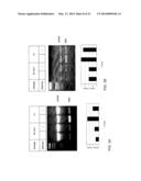 LYSM RECEPTOR-LIKE KINASES TO IMPROVE PLANT DEFENSE RESPONSE AGAINST     FUNGAL PATHOGENS diagram and image