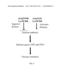 LYSM RECEPTOR-LIKE KINASES TO IMPROVE PLANT DEFENSE RESPONSE AGAINST     FUNGAL PATHOGENS diagram and image