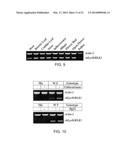 LYSM RECEPTOR-LIKE KINASES TO IMPROVE PLANT DEFENSE RESPONSE AGAINST     FUNGAL PATHOGENS diagram and image