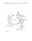 FAD2 PERFORMANCE LOCI AND CORRESPONDING TARGET SITE SPECIFIC BINDING     PROTEINS CAPABLE OF INDUCING TARGETED BREAKS diagram and image