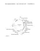 FAD2 PERFORMANCE LOCI AND CORRESPONDING TARGET SITE SPECIFIC BINDING     PROTEINS CAPABLE OF INDUCING TARGETED BREAKS diagram and image